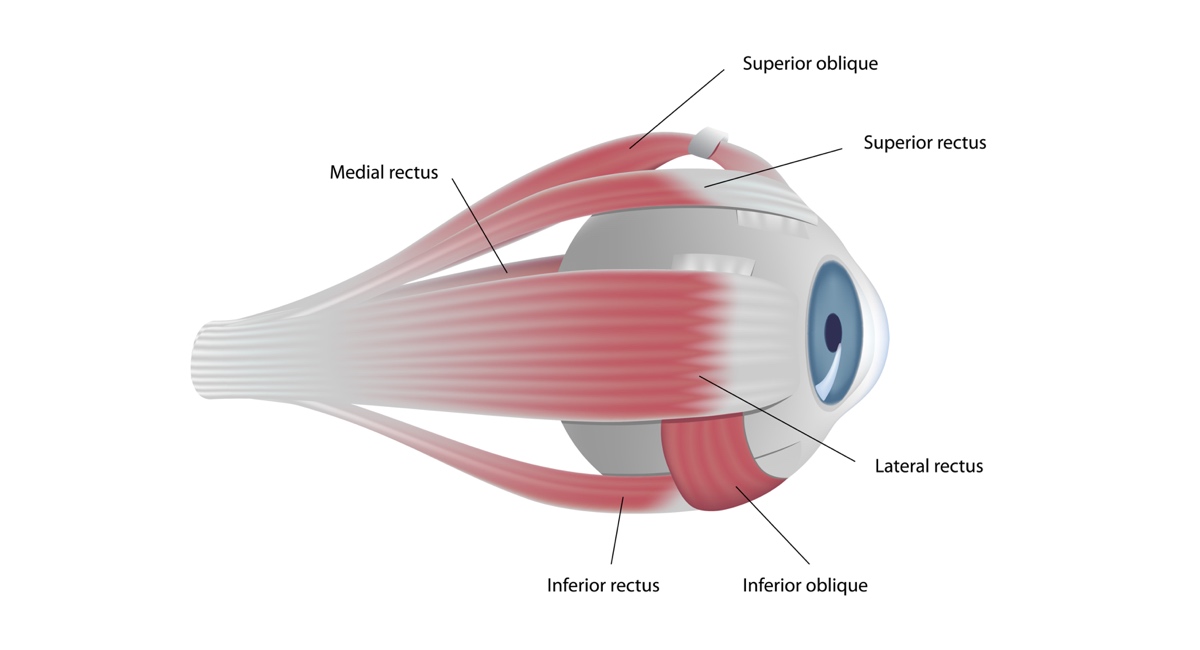 Мышцы глазницы анатомия. Мышечное строение глаза. Мышцы глазного яблока и их функции. Мышцы глаза. Сколько глазных мышц.